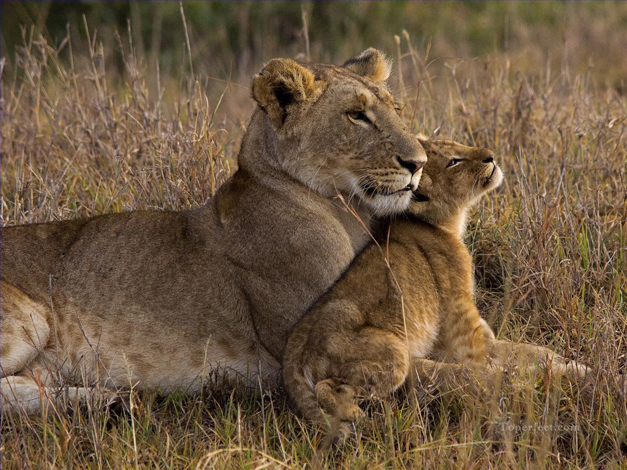 Lion bébé avec la mère Peintures à l'huile